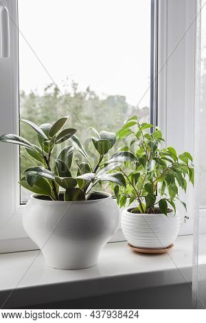 Potted Ficus Elastica And Ficus Benjamina Plant On The Windowsill In The Room