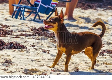 Mexican Chihuahua Dog On The Beach Playa Del Carmen Mexico.