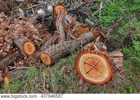 A Group Of Freshly Cut Logs Showing The Beauty Of The Wood And The Brown Colors.