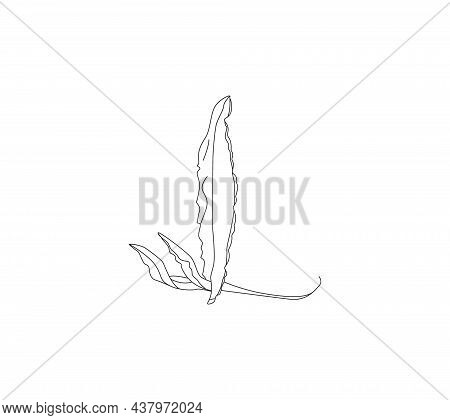 Illustration Of Medicinal Herbs Chicory. Chicory Plant And Chicory Root Vector.