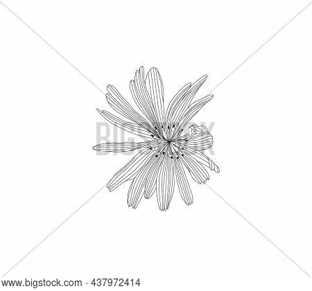 Illustration Of Medicinal Herbs Chicory. Chicory Plant And Chicory Root Vector.