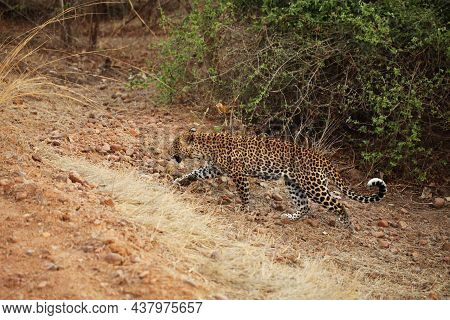 The African Leopard (panthera Pardus Pardus) Female On The Hunt. Hunting African Leopard With Open M