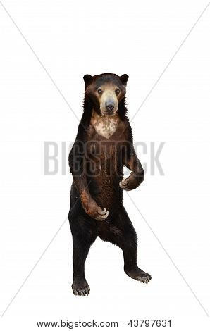 Malaya Sunbear aislado