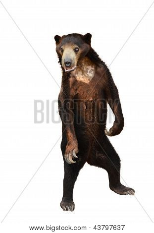 Malaya Sunbear aislado