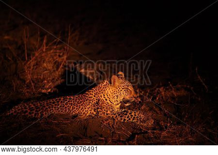 The African Leopard (panthera Pardus Pardus) Female On The Hunt. Hunting African Leopard With Open M