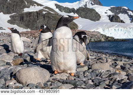 Gentoo Penguins Standing On The Coastline, Cuverville Island, Antarctica