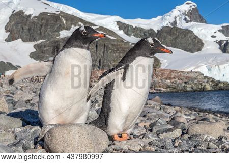 Gentoo Penguins Standing On The Coastline, Cuverville Island, Antarctica