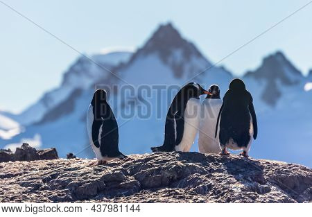 Gentoo Penguins Standing On The Coastline With Mountains In The Background, Cuverville Island, Antar