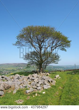 A Single Tree In A Rock Covered Meadow Looking Over The Calder Valley And Midgley Moor In West Yorks