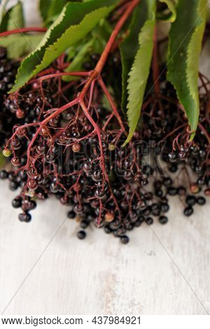 Elderberry Berries On Shabby Wooden Background.ripe Elderberry Sambucus Berries. Elderberry Branches
