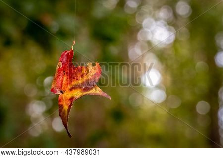 An Autumn Image Of A Red And Yellow Leaf From A Sweetgum Tree Suspended In The Air By A Single Stran