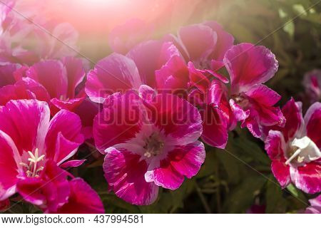Pink Flowers Clarkia Graceful Or Marigold. Floral Natural Background For Postcard, Cover, Banner. Be