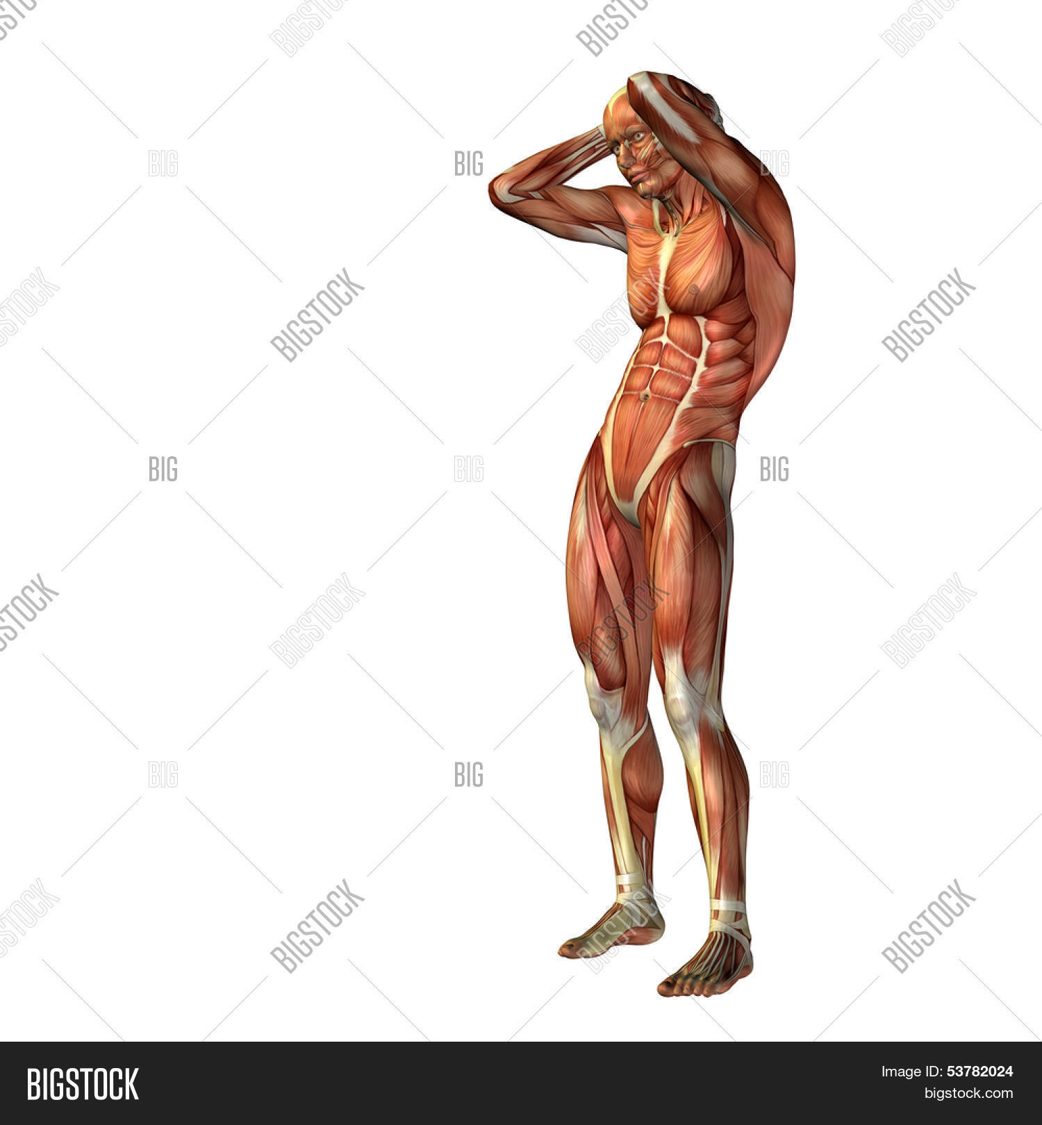 3D Human Man Muscles Image & Photo (Free Trial) Bigstock