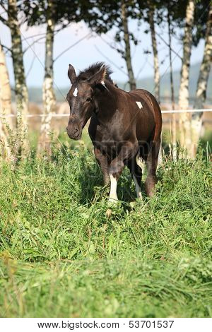 Barock Pinto Foal On Pasturage
