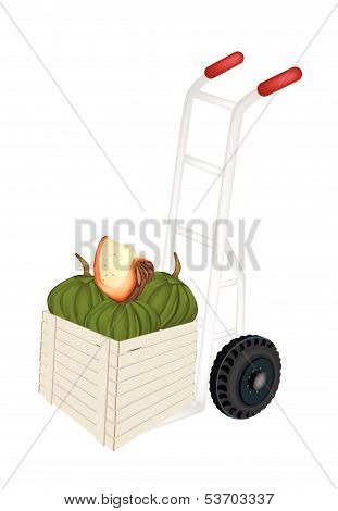 Hand Truck Loading Green Pumpkins In Shipping Box