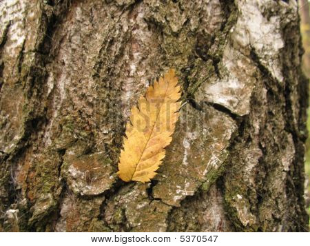 Foglia su una corteccia d'albero