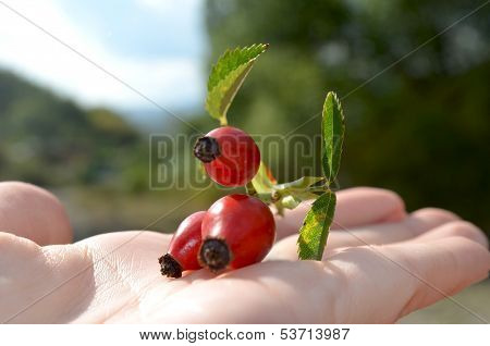 briar on the hand