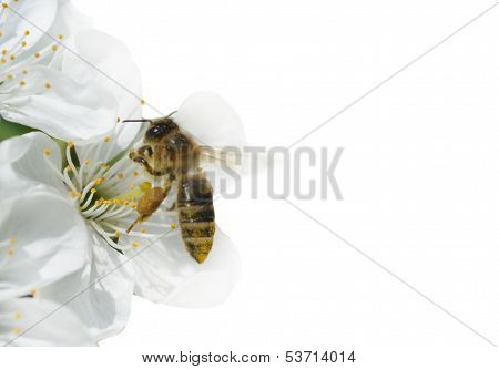 blossombee