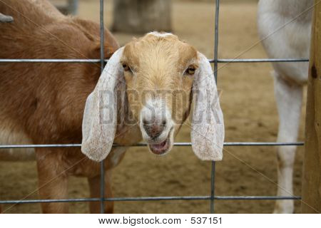 Kozí farmy s hlavou přes plot