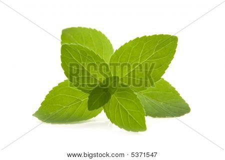 Menta