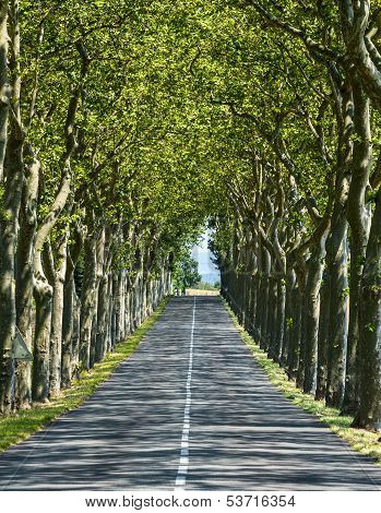 Road Near Carcassonne (france)