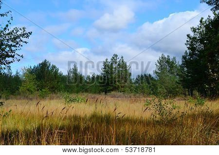 Forest4