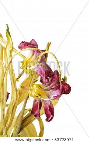 Wilted Tulips
