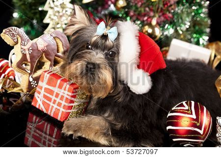  cake in the shape of horses and yorkshire terrier puppy in a santa hat