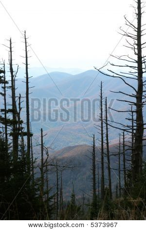 Mrtvých stromů v národním parku Smokey Mountain
