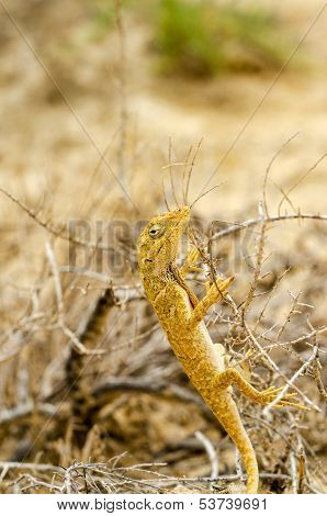 Small Yellow Lizard