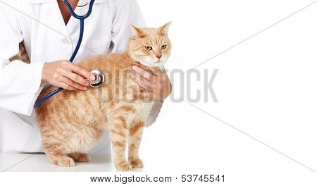 Red cat with veterinarian doctor. Veterinary clinic.