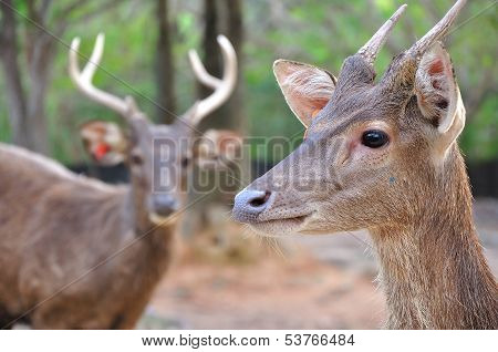 Portrait Of Wild Doe In Alert