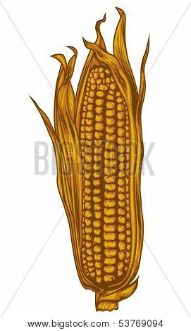 Fresh ripe corn