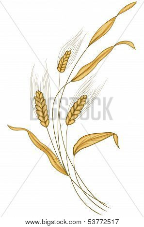 Ear of wheat in the wind