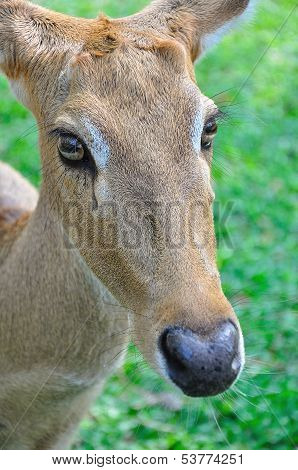 Deer (brow-antlered)
