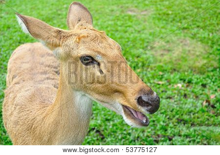 Deer (brow-antlered)