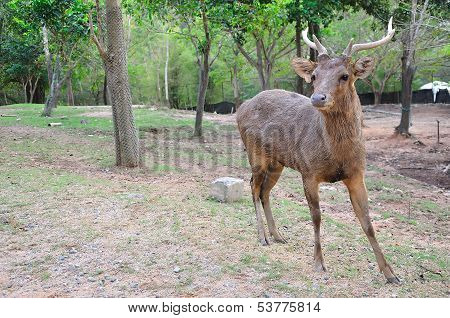 Wild Deer In Alert