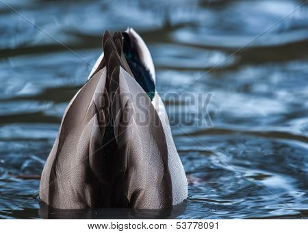 Duck Feeding With Bottom Up