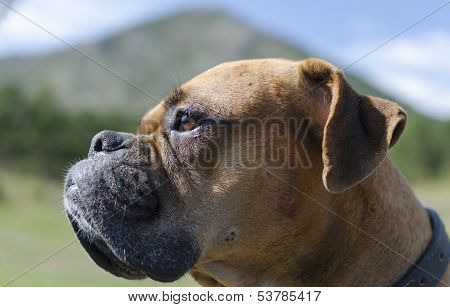 Boxer breed dog muzzle