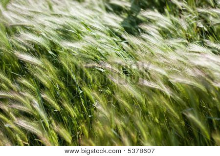 Hierba verde