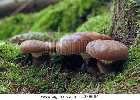 Paxillus Atrotomentosus