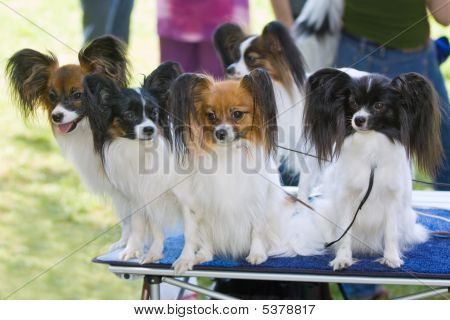 Cinque cani