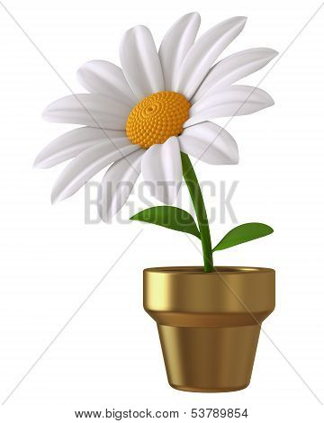 Flower In Pots