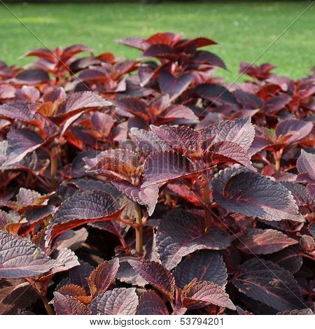 Coleus Nettle Plant