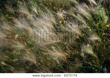 สวนภูเขาข้าวบาร์เลย์ (Hordeum jubatum)