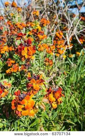 Colorful Flowering Wallflower Plants In Springtime