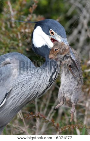 Heron Bird And Rat