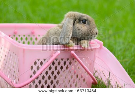 Lop-eared rabbit