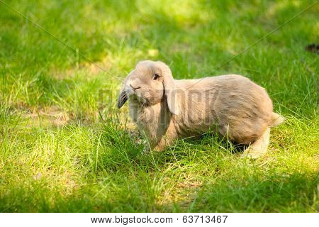 Cute rabbit