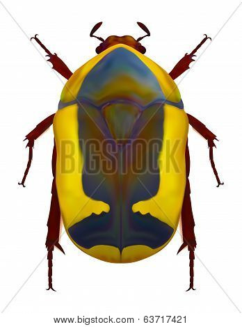 African flower chafer